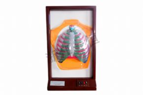 生物及醫(yī)療模型33224人體呼吸運(yùn)動(dòng)模型