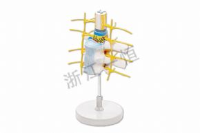 生物及醫(yī)療模型SM-M002脊髓和脊神經(jīng)，脊髓神經(jīng)模型