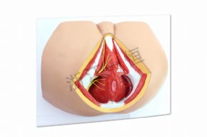 生物及醫(yī)療模型SM-M020男性會陰部神經(jīng)血管模型