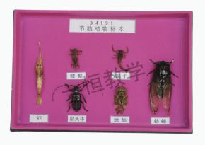 標(biāo)本節(jié)肢動物標(biāo)本