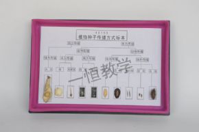 標本植物種子傳播方式標本